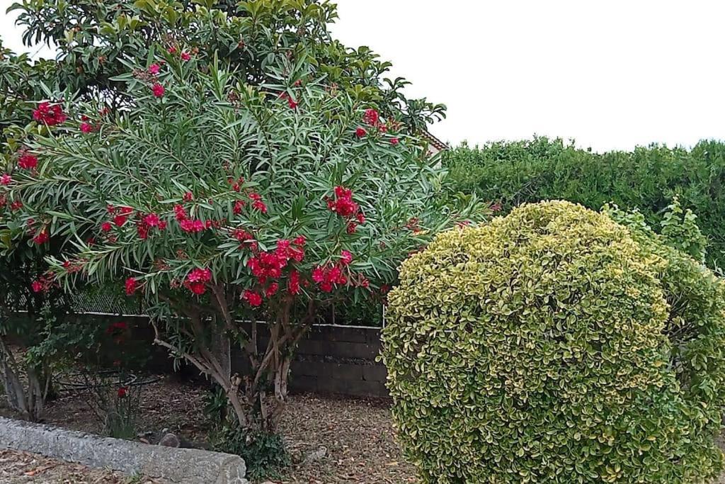 Maison Individuelle Plein Centre Avec Jardin ,au Pied Du Mont Ventoux * Malaucene